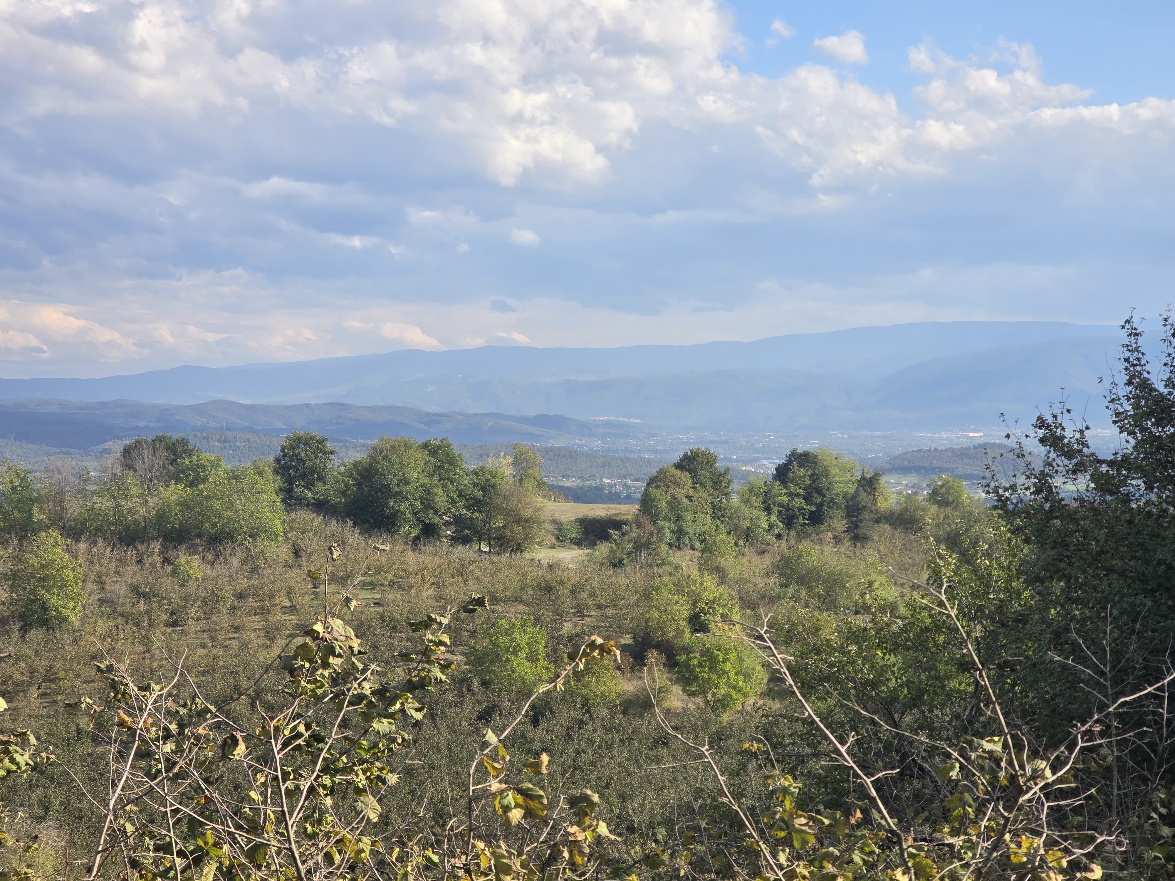 Düzce Merkez Hatipli Ketenciler köyünde satılık Tarla